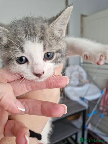 Mixed Breed cats - Advert 11