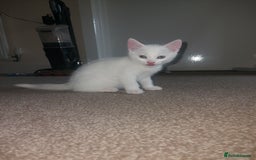 Domestic Shorthair cats for sale: 4 beautiful kittens - Image 12