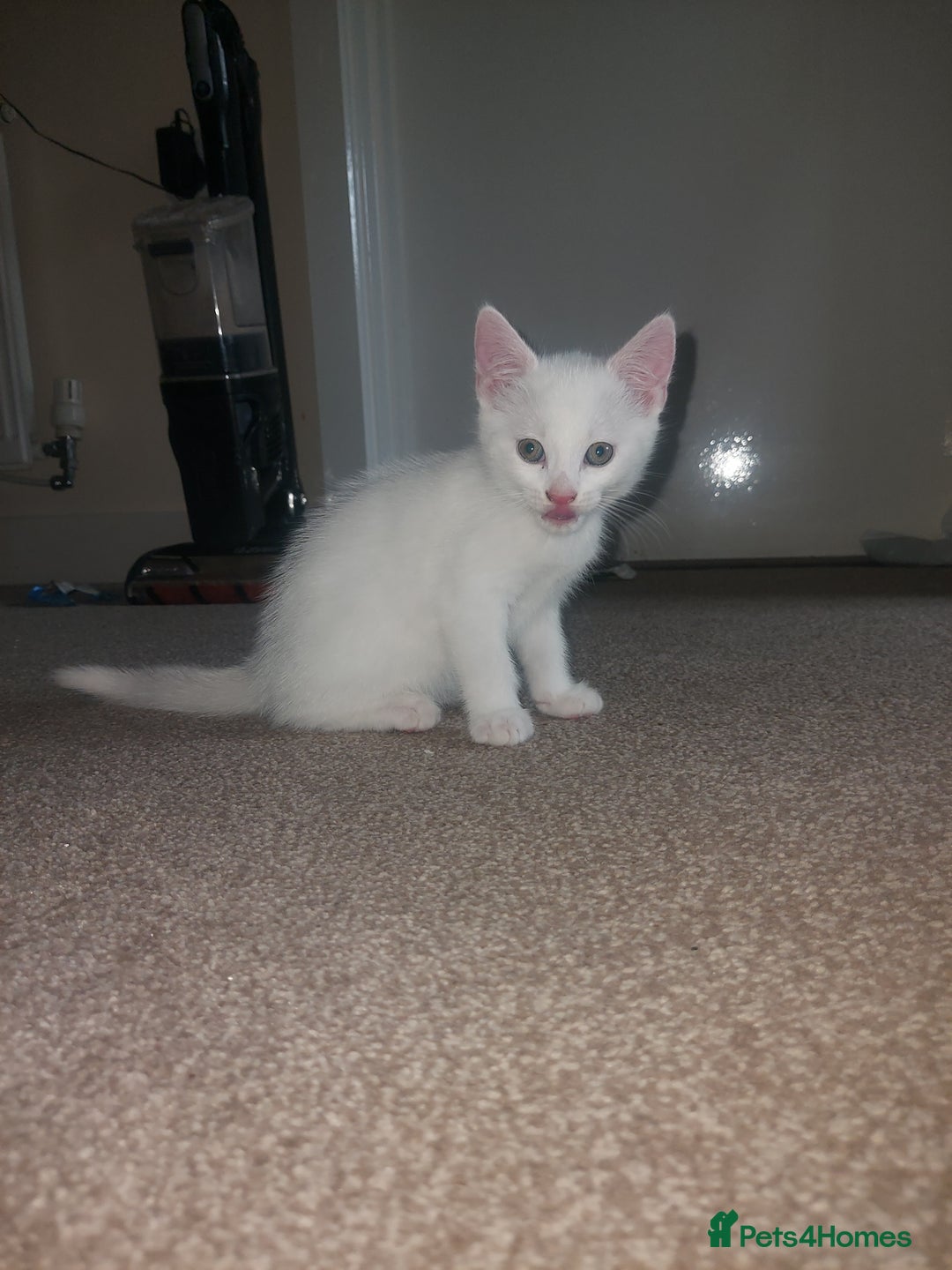 Domestic Shorthair cats for sale: 4 beautiful kittens - Image 12