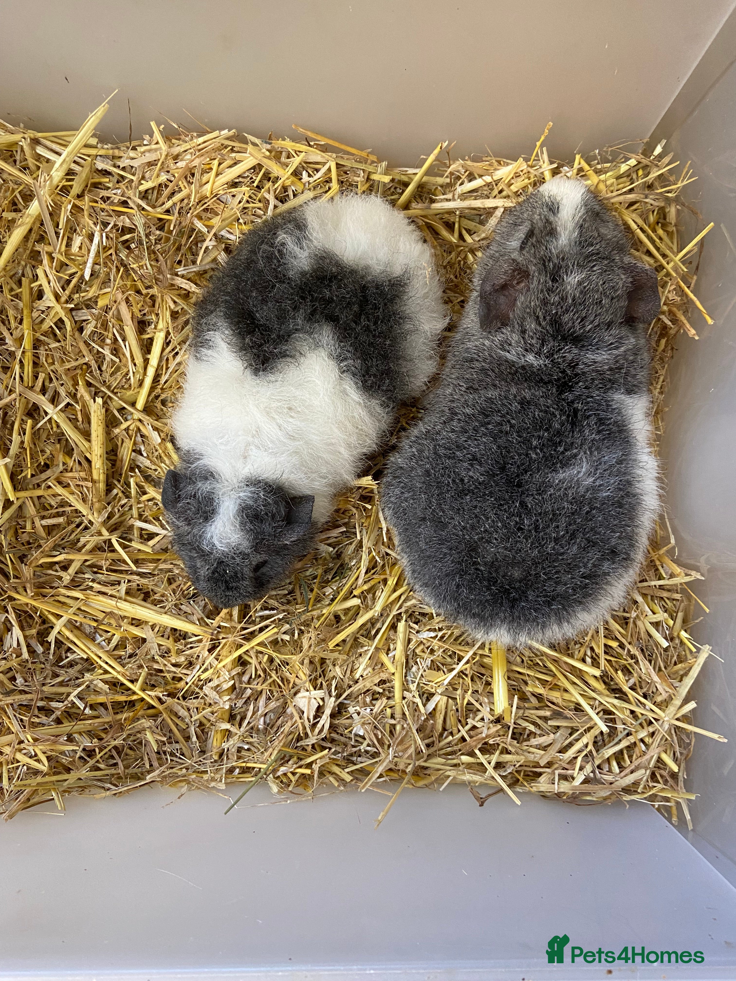 Guinea Pig rodents Baby Male Teddy Guinea Pigs - Advert 4