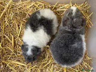 Guinea Pig rodents Baby Male Teddy Guinea Pigs - Advert 8