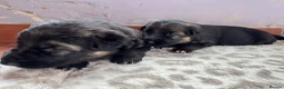 German Shepherd dogs for sale: German shepherd puppies - Advert 9