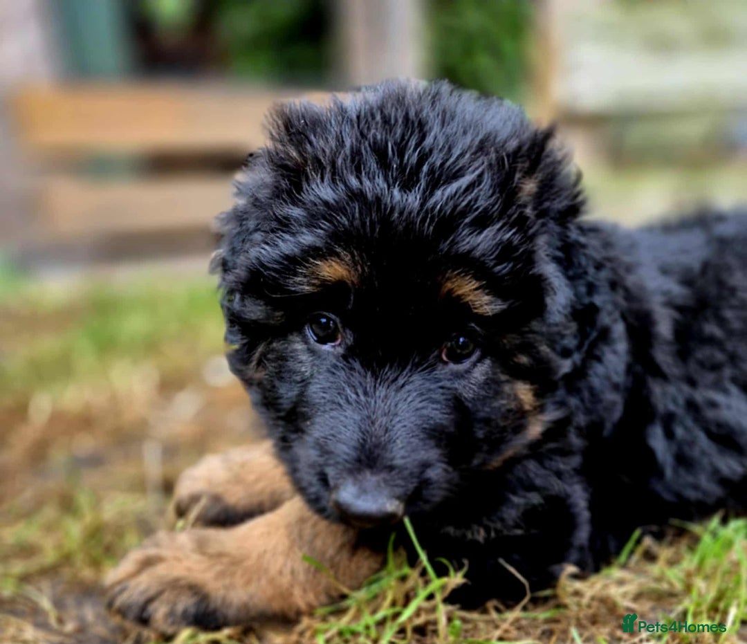 German Shepherd dogs for sale: German Shepherd Puppies - Image 15