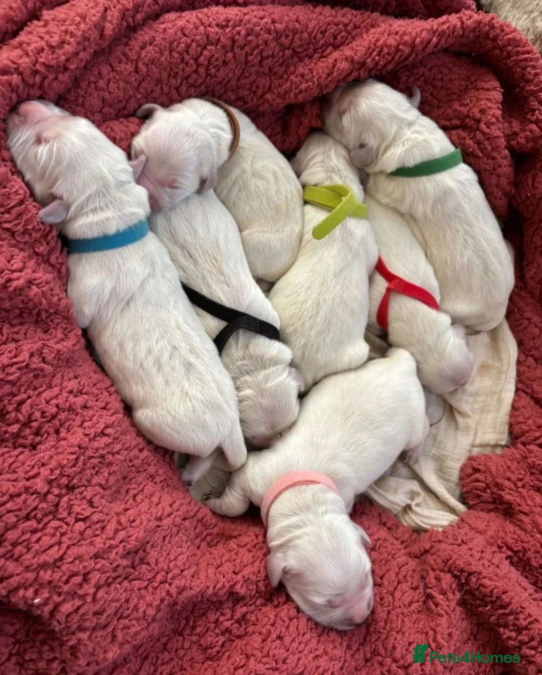 Golden Retriever dogs for sale: 🐾✨ Stunning Golden Retriever Puppies – Ready Soon in London - Advert 2