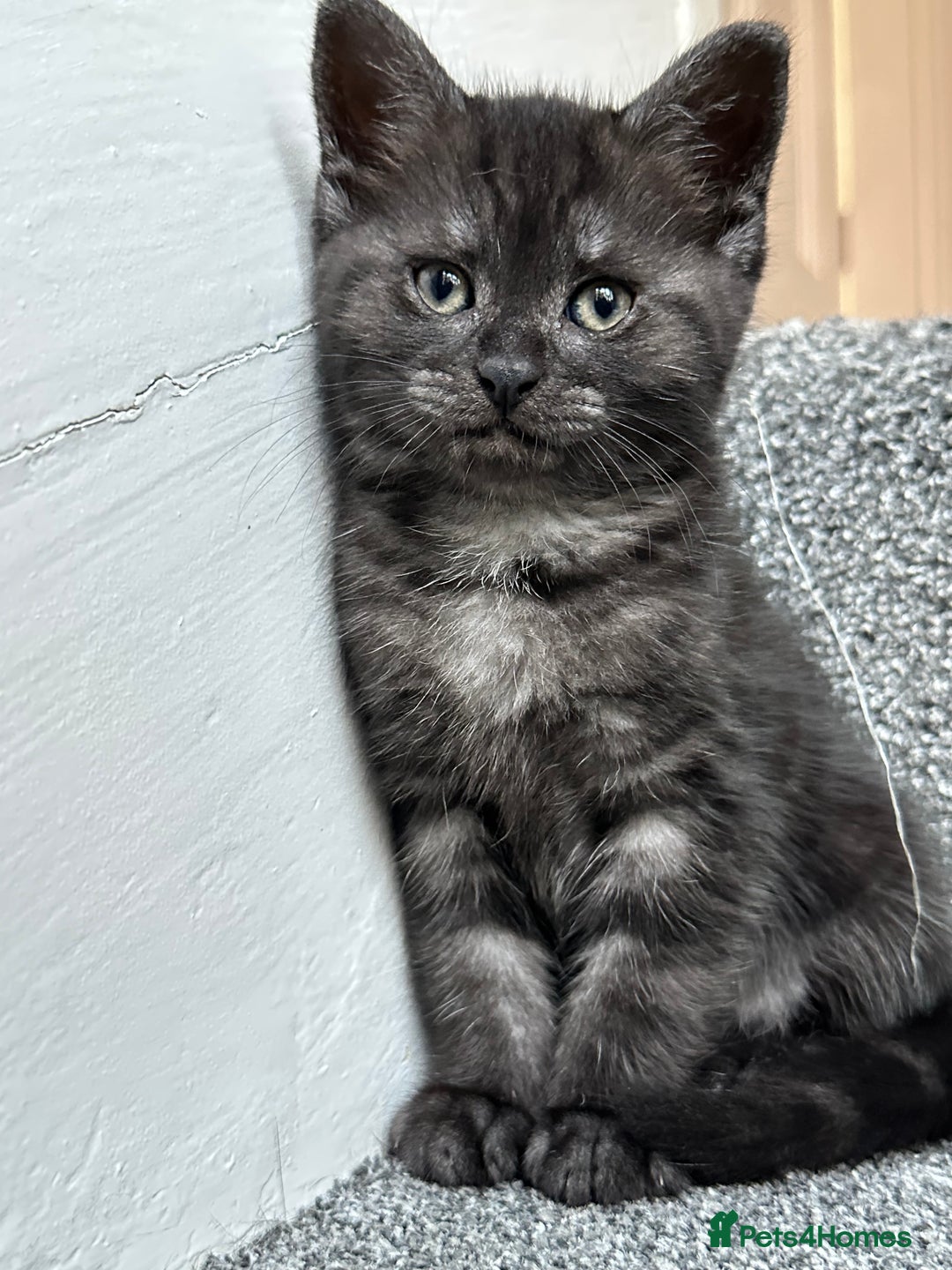 Mixed Breed cats for sale: ✨Meet Our Beautiful Bengal Mix Girls!✨ - Advert 17