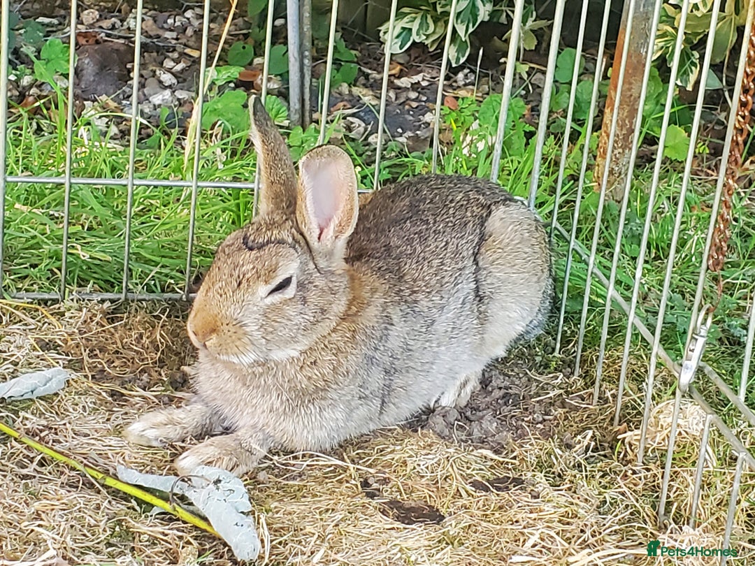 Netherland Dwarf rabbits for sale: Crumbles needs a loving home - Image 5