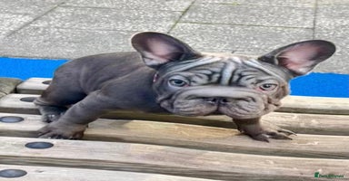 French Bulldog dogs - Advert 10