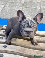 French Bulldog dogs - Advert 8