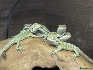 Bearded Dragon reptiles Baby bearded dragons.. - Advert 5