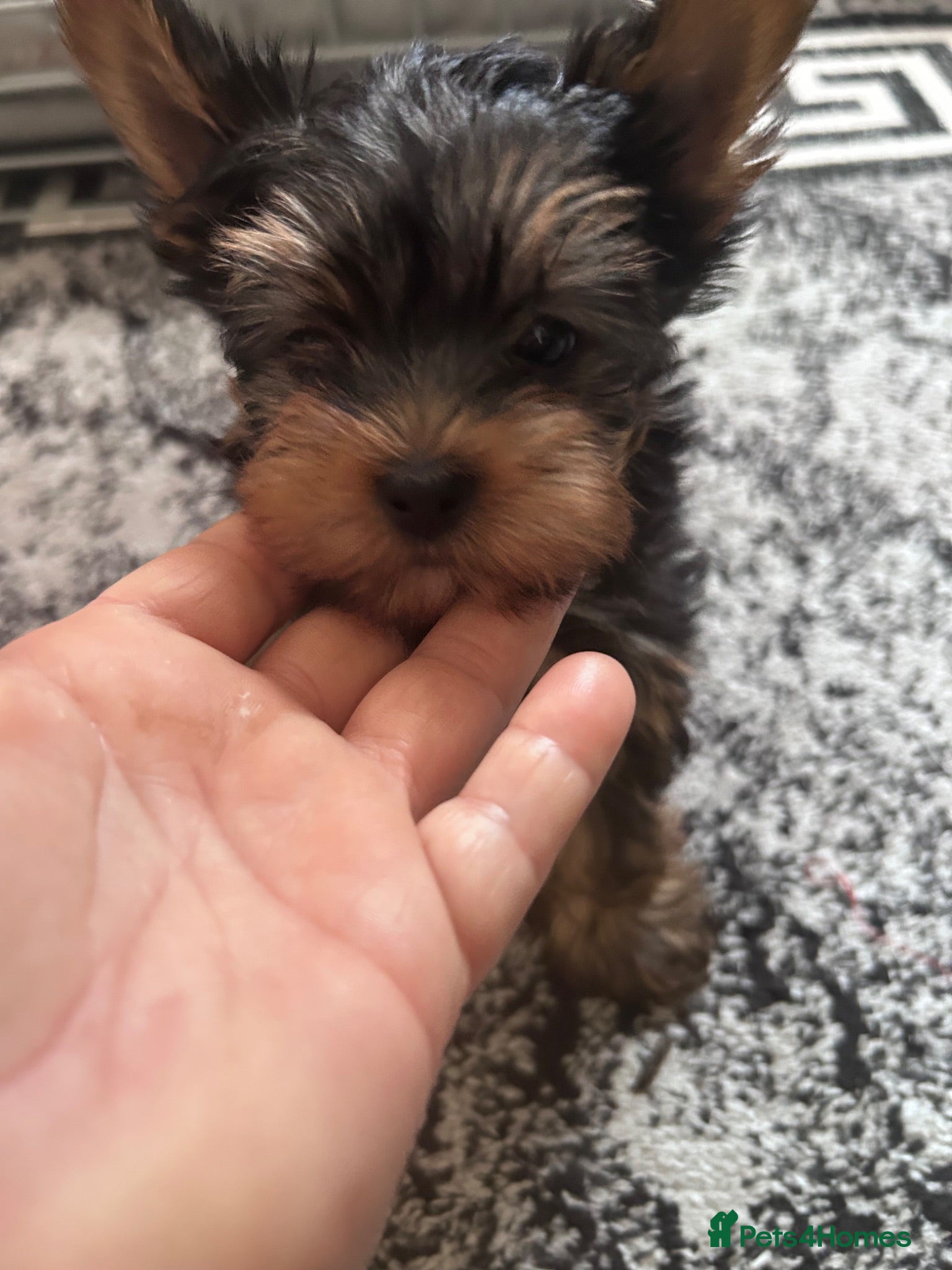Yorkshire Terrier dogs Yorkshire Terrier puppiers - Advert 2