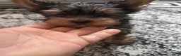 Yorkshire Terrier dogs for sale: Yorkshire Terrier puppiers - Advert 3