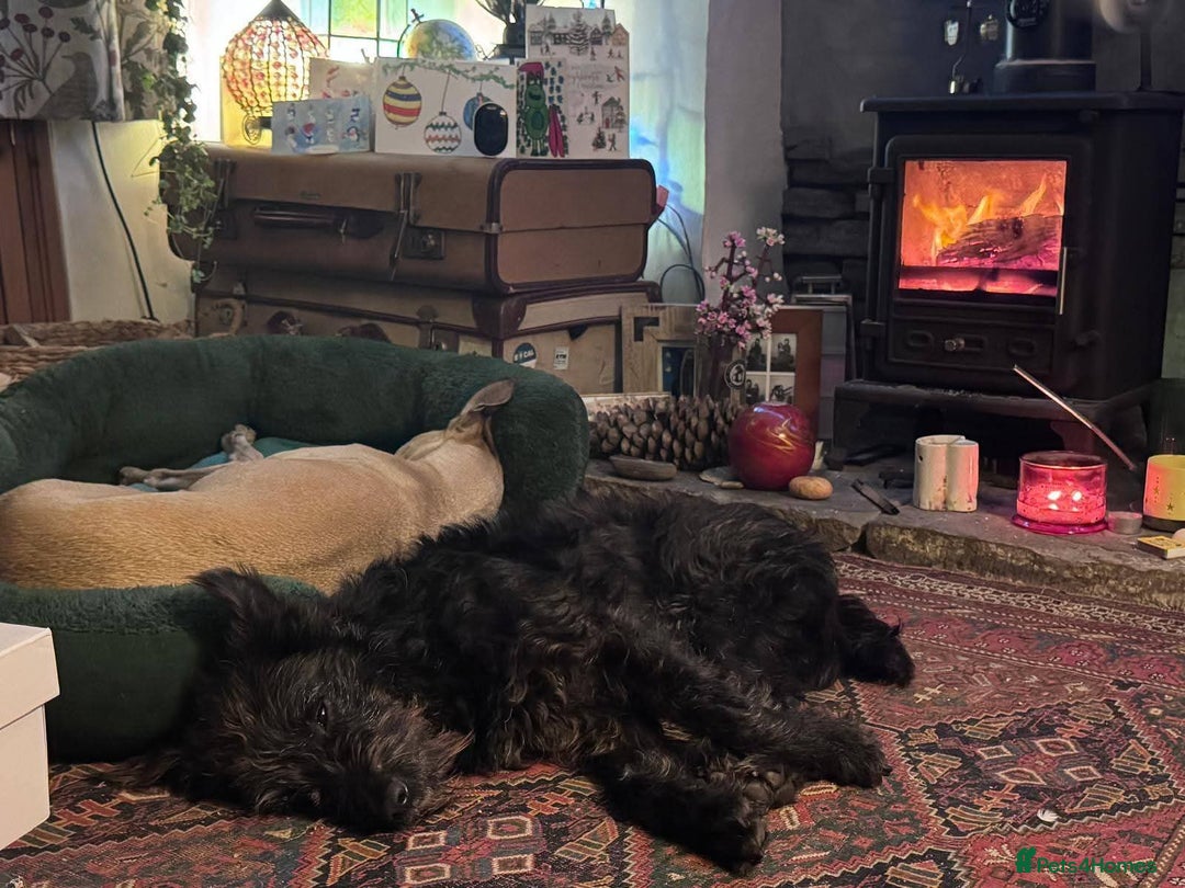 Mixed Breed dogs for adoption: Meet Alfie, currently residing in Cumbria - Advert 5