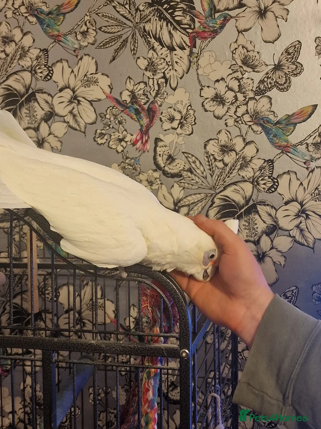 Cockatoo birds for sale: Cockatoo, male, 20yrs old in Erith - Advert 6