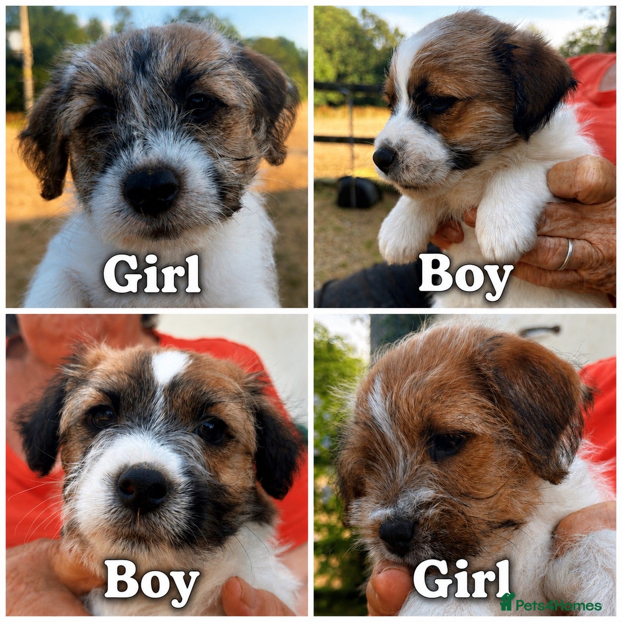 Jack Russell dogs Lovely Pedigree Jack Russell Terrier Puppies  - Advert 1