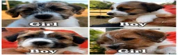 Jack Russell dogs for sale: Lovely Pedigree Jack Russell Terrier Puppies  - Advert 1