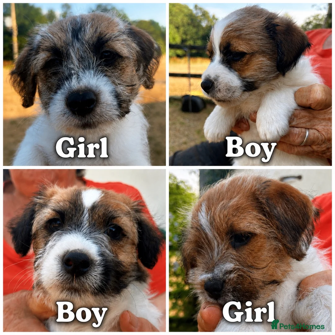 Jack Russell dogs for sale: Lovely Pedigree Jack Russell Terrier Puppies  - Advert 1