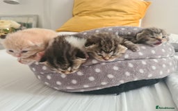 British Shorthair cats for sale: Cute british-shorthair kittens  - Image 2