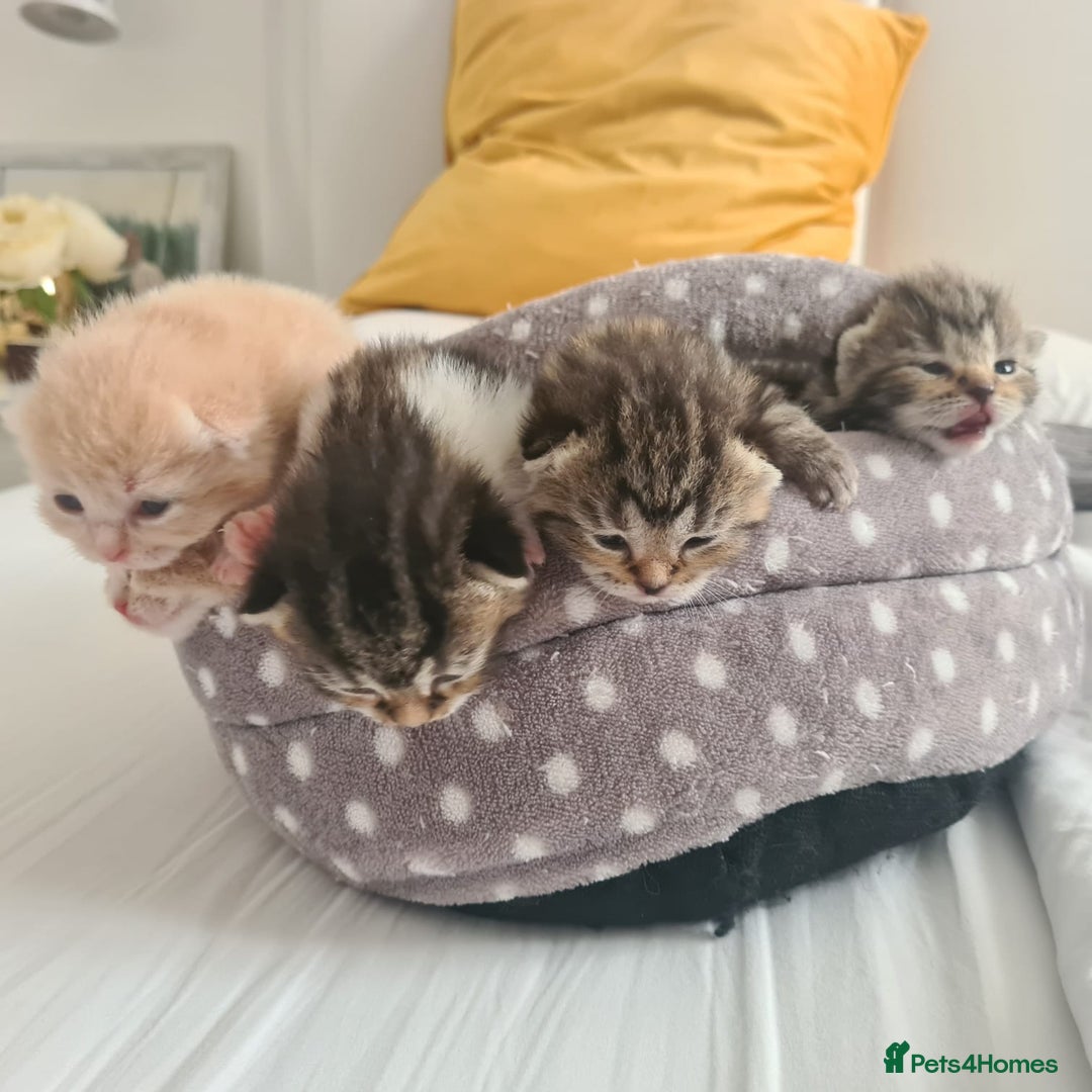 British Shorthair cats for sale: Cute british-shorthair kittens  - Image 2