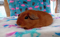 Guinea Pig rodents for sale: Baby Boars Different Breeds Available  - Image 15