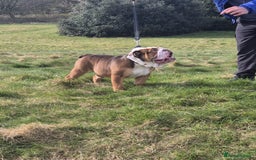English Bulldog dogs for stud: Our beautiful Simba  in Newcastle - Image 5