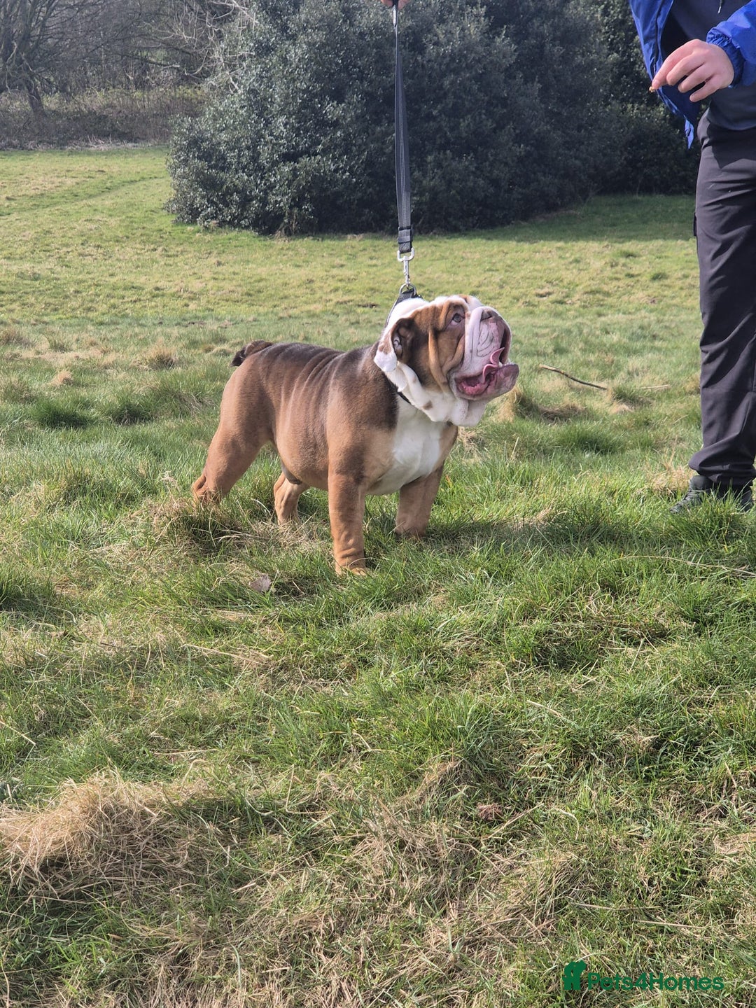 English Bulldog dogs for stud: Our beautiful Simba  in Newcastle - Image 5