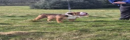 English Bulldog dogs for stud: Our beautiful Simba  - Advert 5