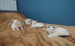 Mixed Breed cats for sale: Kittens  - Image 22