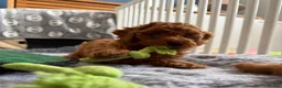 Toy Poodle dogs for sale: Deep red Toy Poodle puppies 🐶 in Exeter - Advert 29