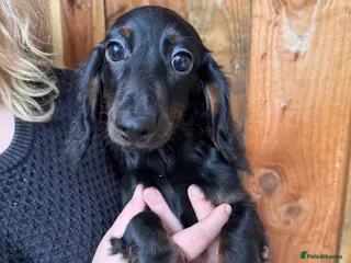 Miniature Dachshund dogs Miniature dachshund puppies - Advert 1