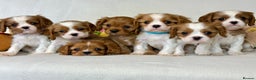 Cavalier King Charles Spaniel dogs for stud: KC Reg for STUD Health Tested Excellent Pedigrees  in Nottingham - Advert 19