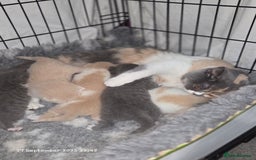 British Shorthair cats for sale: Gccf registered British shorthair kittens  - Image 5