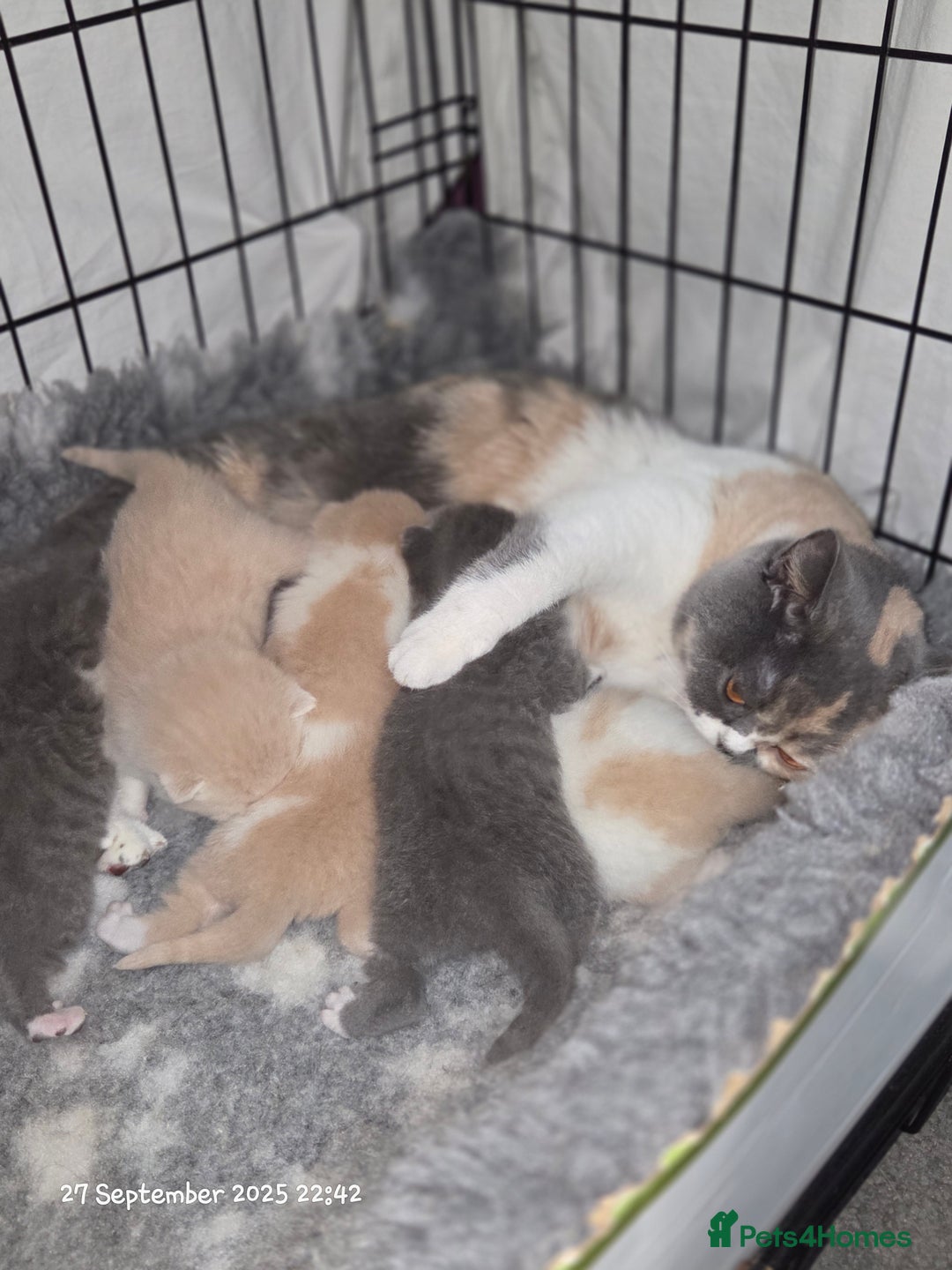 British Shorthair cats for sale: Gccf registered British shorthair kittens  - Image 5