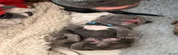 Cane Corso dogs for sale: LOCKDOWN KENNELS UK 2026 Health Tested Litter in Solihull - Advert 4