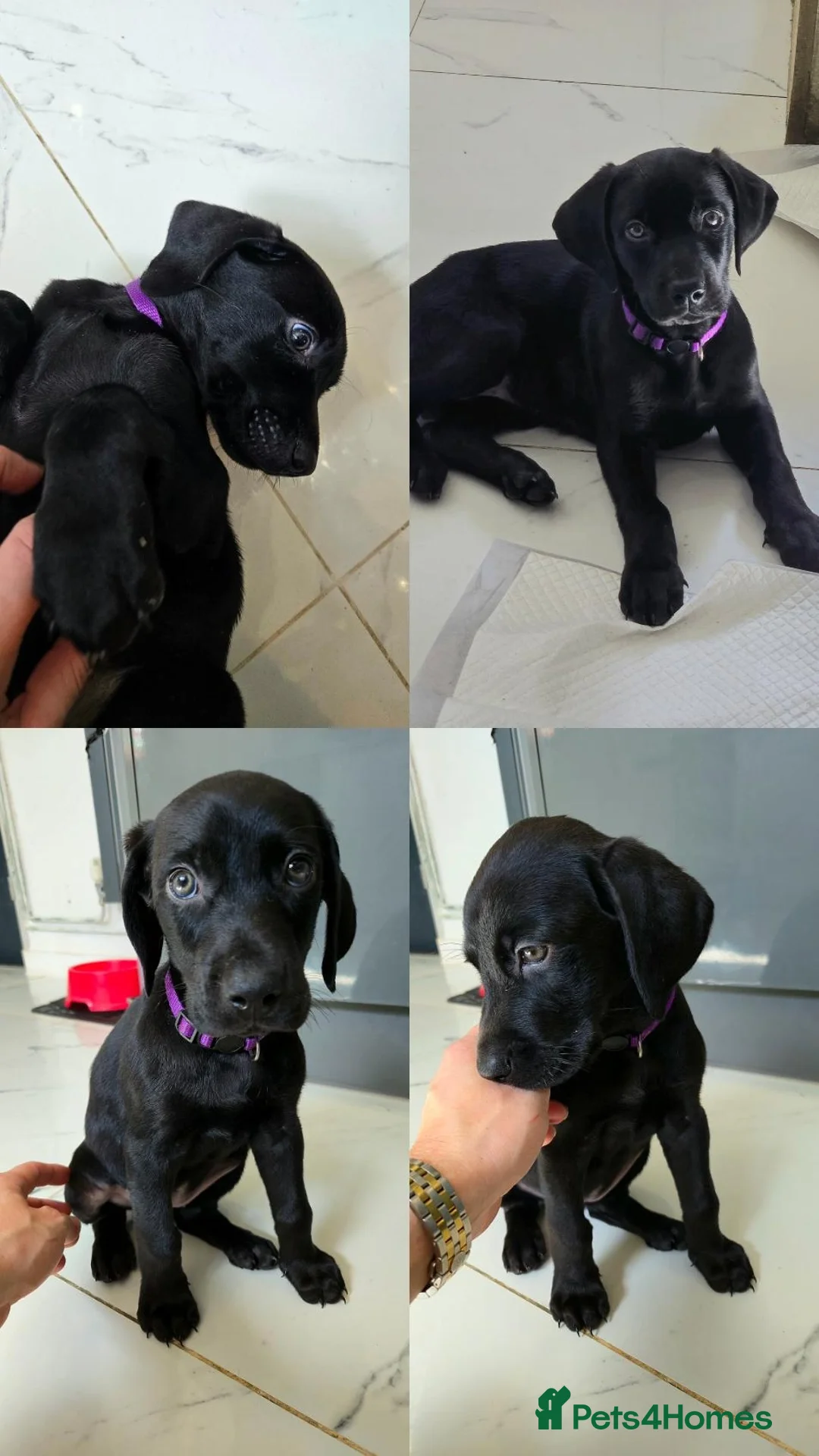 Mixed Breed dogs for sale: Dobermann X Weimaraner Cross Mix Puppies - Image 4