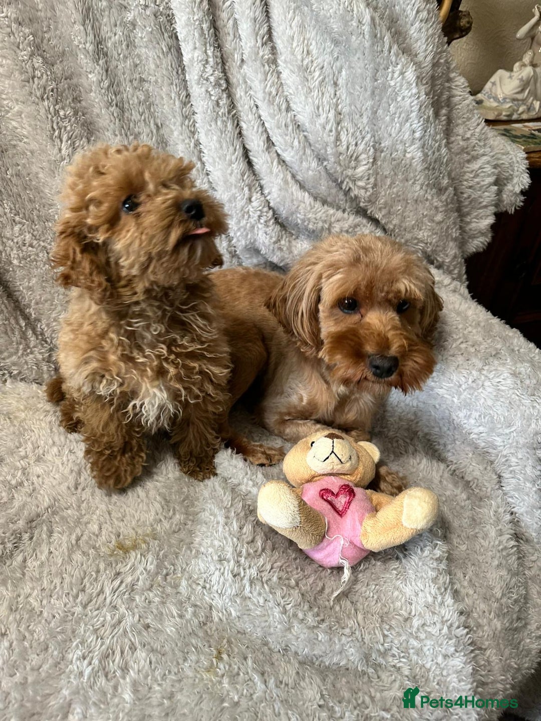 Cockapoo dogs for sale: F1b cockerpoo’s  - Image 5