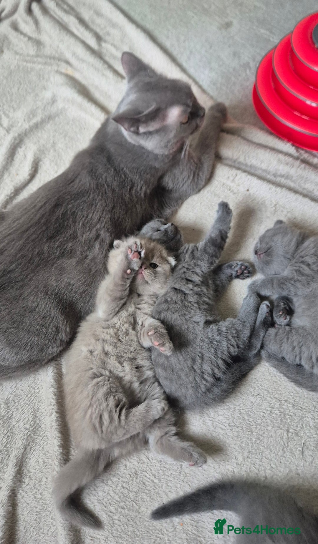 Scottish Fold cats for sale: Scottish fold/straight, lilac and grey colour  - Advert 7