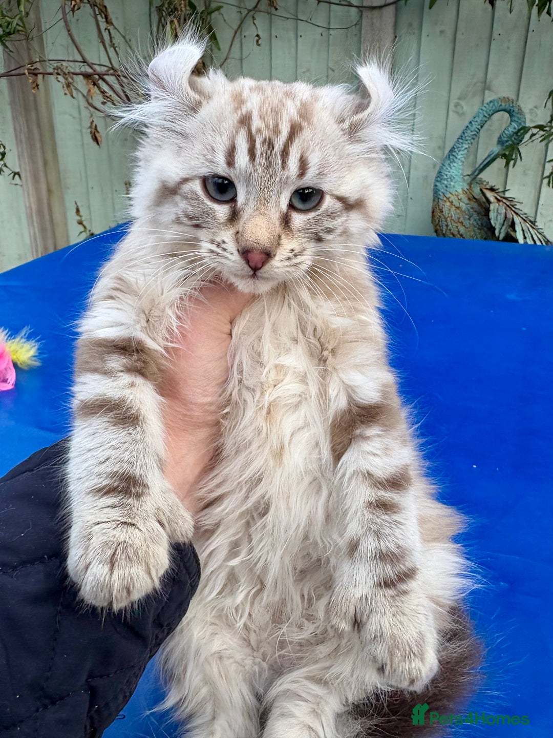 Keetso cats for sale: Stunning rare longhaired polydactyl curled eared  - Advert 25