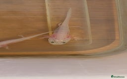 Axolotl reptiles for sale: Axalotyls for sale  - Image 4