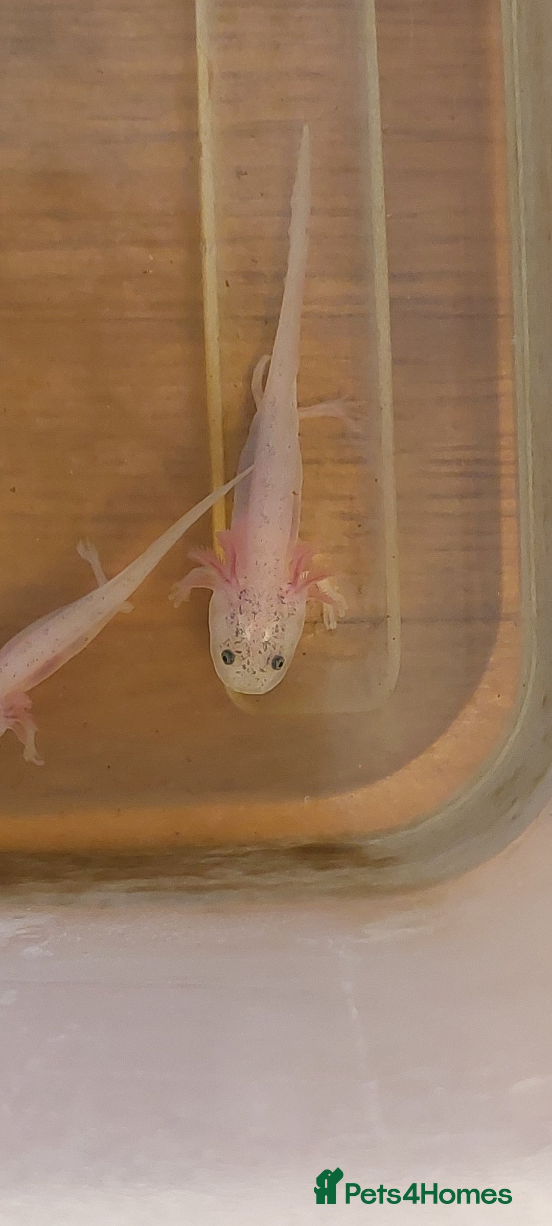 Axolotl reptiles for sale: Axalotyls for sale  - Image 4