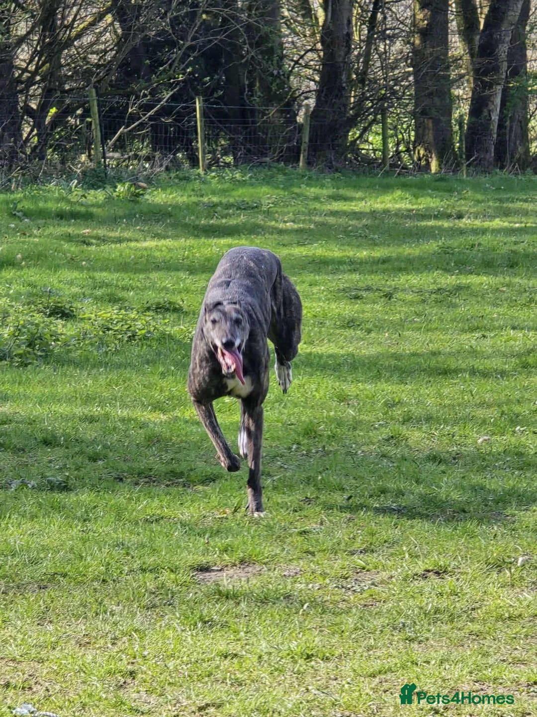 Greyhound dogs for adoption: Cass  in Shaftesbury - Advert 2