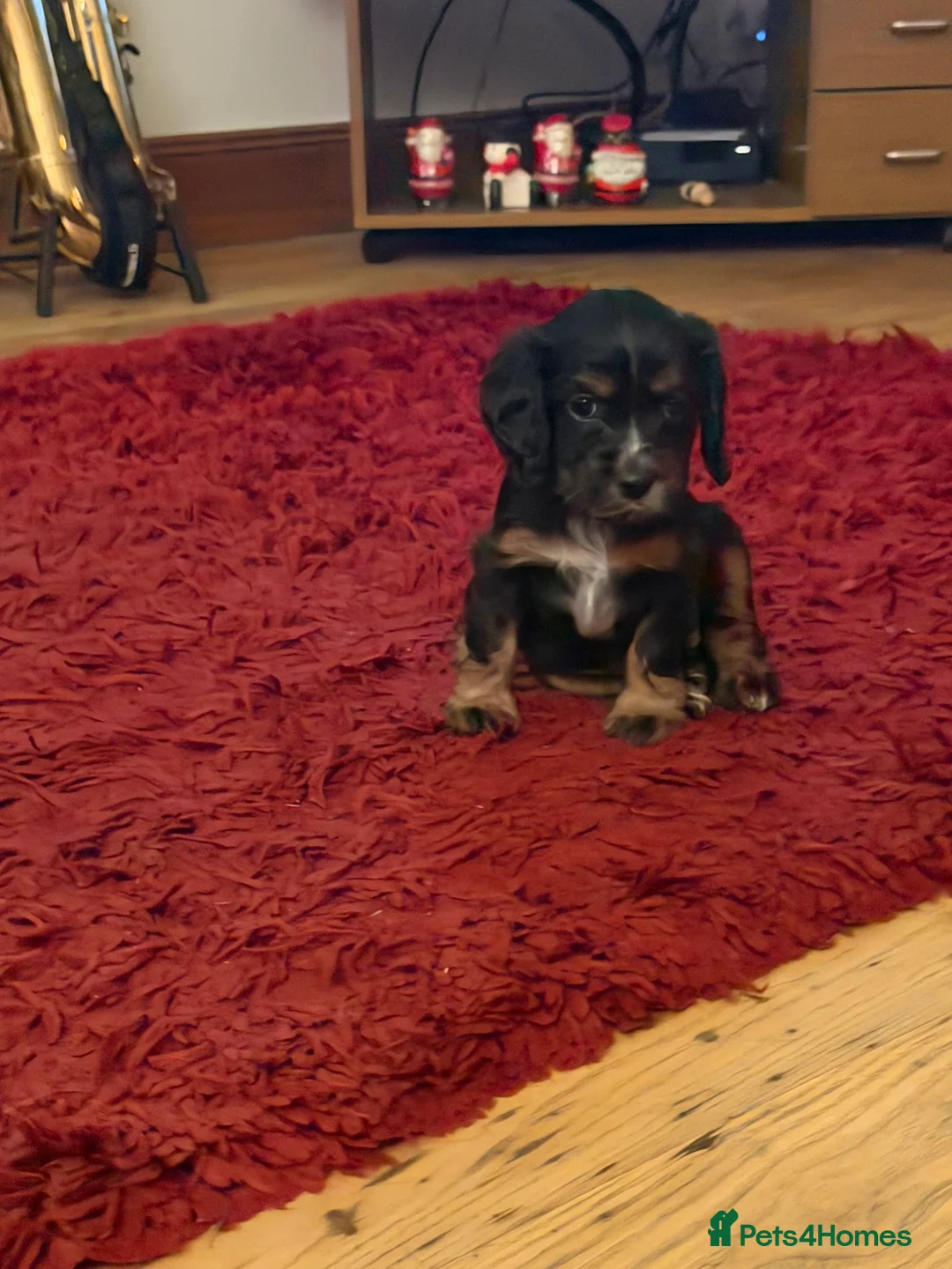 Cocker Spaniel dogs for sale: Stunning ideal family pups  - Advert 13
