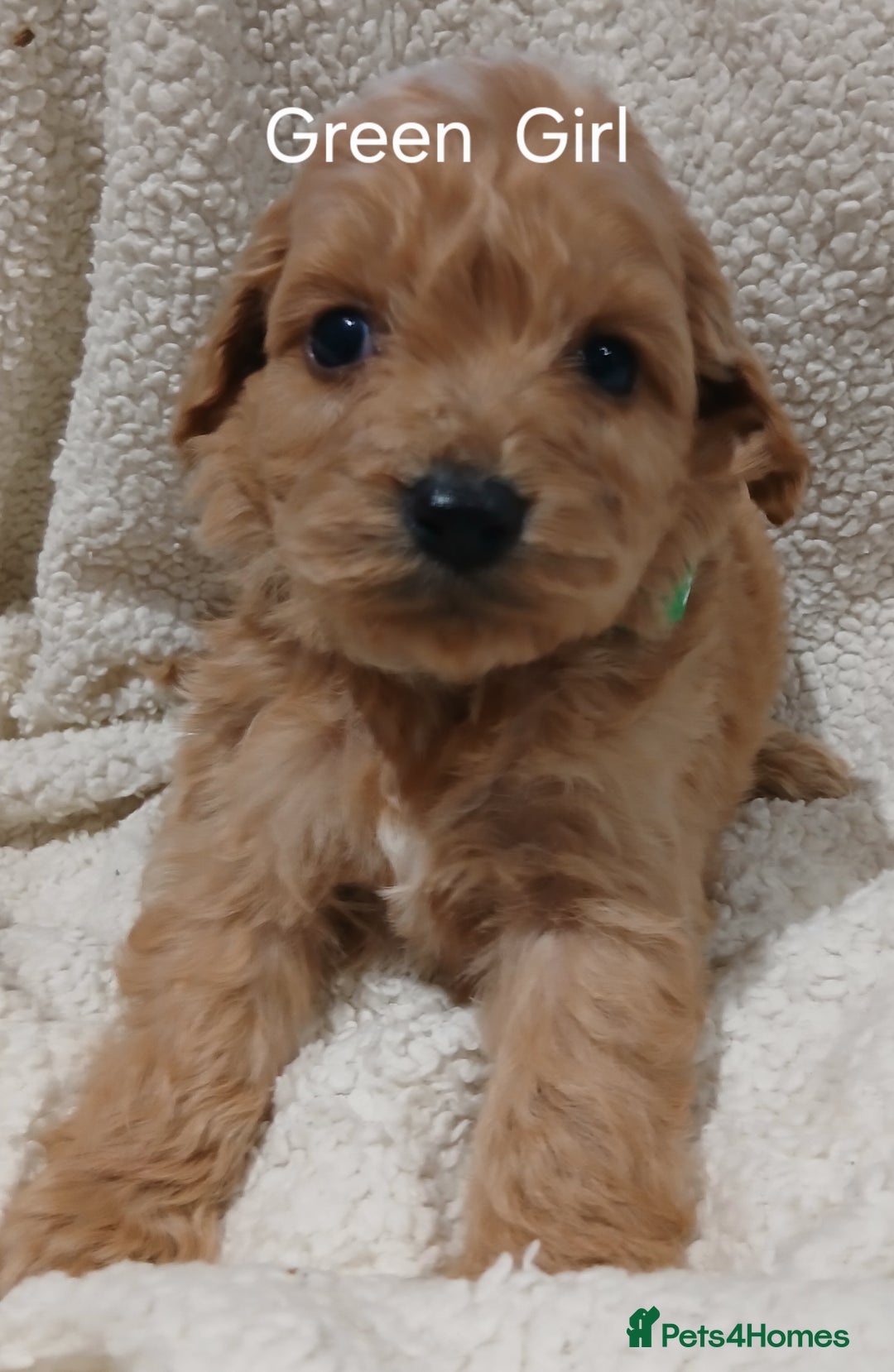 Cockapoo dogs for sale: PRA UNAFFECTED cockapoo  puppies  - Advert 2