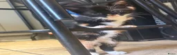 Mixed Breed cats for sale: Calico male kitten - Advert 4
