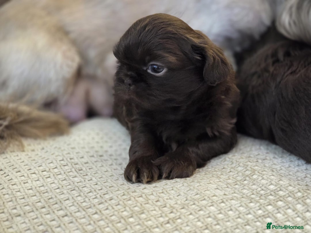 Shih Tzu dogs for sale: 3 chocolate imperial shih tzu pups - Advert 3