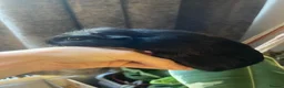 Guinea Pig rodents for sale: Baby Guinea Pigs for sale | ready to leave soon! - Advert 20