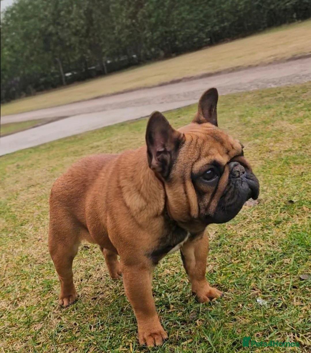 French Bulldog dogs for sale: Red Female - Advert 1