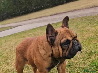 French Bulldog dogs Red Female - Advert 4