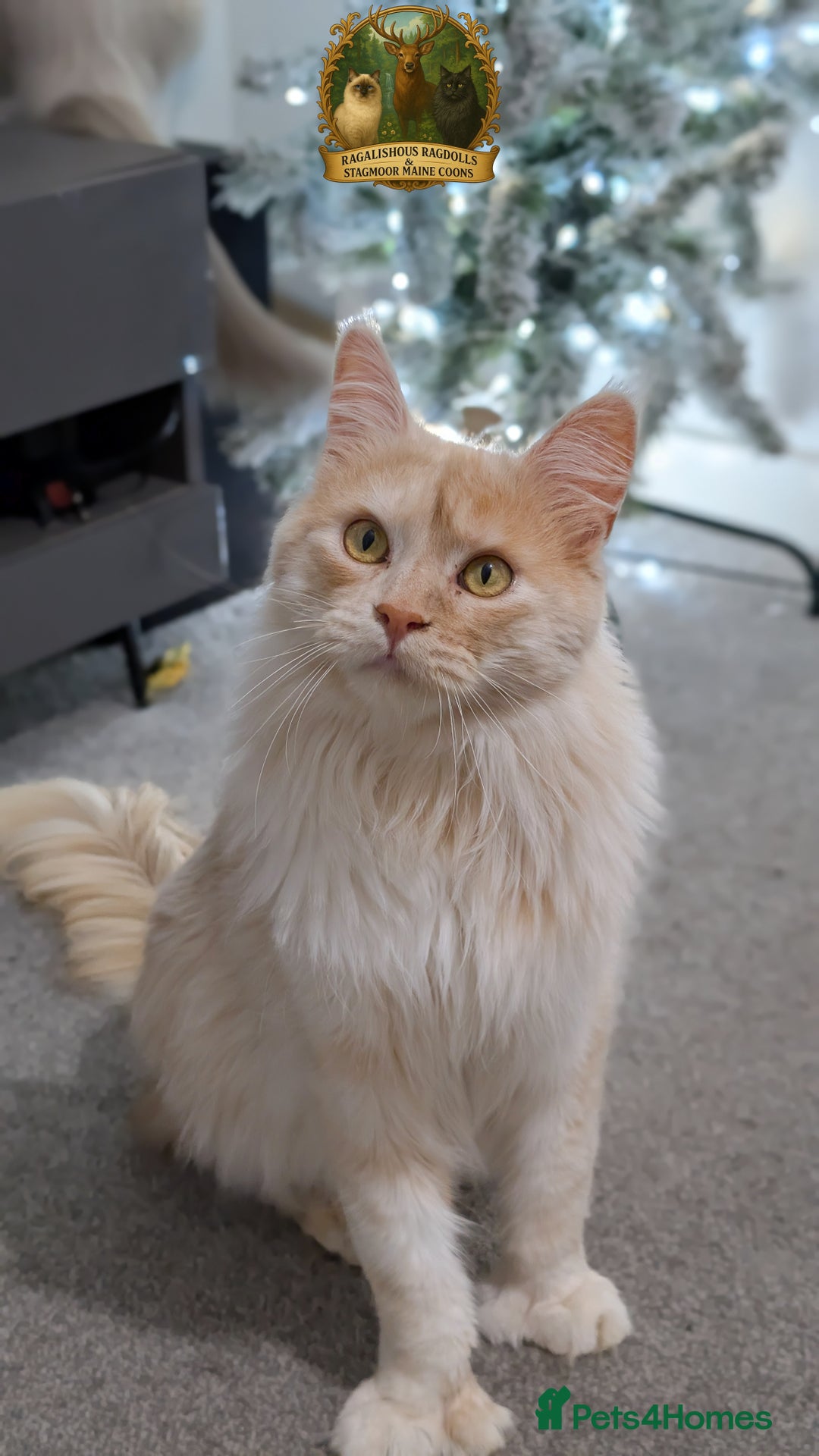 Maine Coon cats for stud: High Red Smoke 66/66 Polydactyl European line - Advert 7