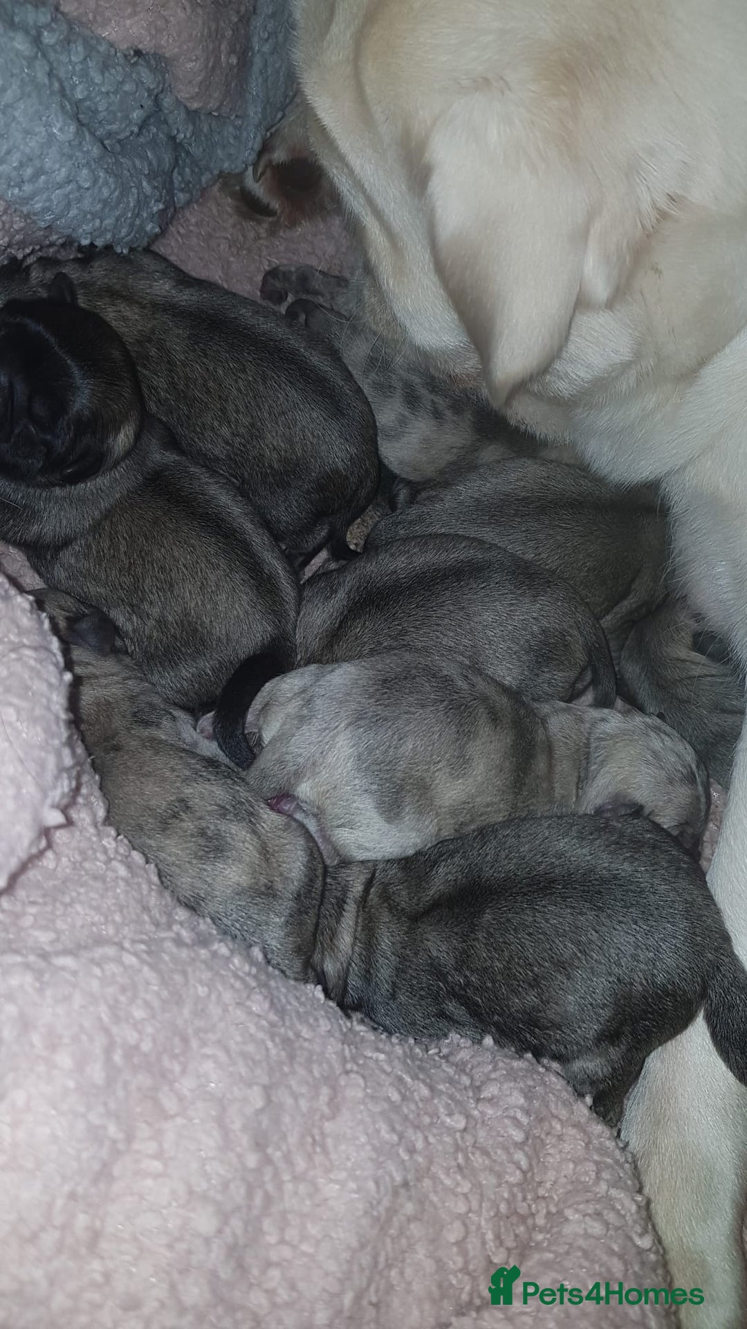 Pug dogs for stud: Merle n tan pug carrying fluffy & choc stud  in Harpenden - Advert 12