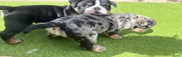 Olde English Bulldogge dogs for sale: STUNNING RARE OLD ENGLISH BULLDOG PUPS - Advert 22